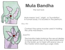 mula bandha